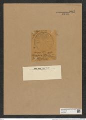 Actinoptychus maculatus Gr. et. St. (de-Toni-Nr.: Genus 227, Species 5566) Zeichnungen Sammlung Grunow Nr. 9602 (NHMW-BOT-W0379420)